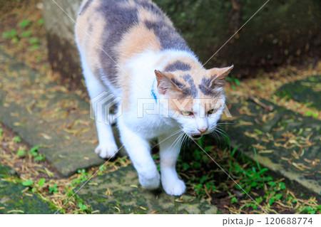 境内を守る美しい三毛猫。河童のお寺としての由来がある栖足寺。700年の歴史がある。 西伊豆河津町 120688774