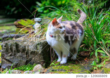 境内を守る美しい三毛猫。河童のお寺としての由来がある栖足寺。700年の歴史がある。 西伊豆河津町 120688809