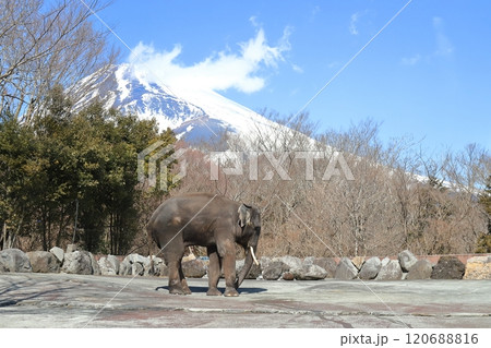 富士山とアジアゾウ 120688816