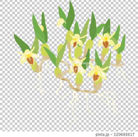 Coel.uniflora セロジネ ユニフローラ 120688817