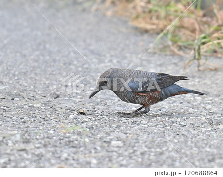 地面を歩くイソヒヨドリ 地面を歩くイソヒヨドリ 120688864
