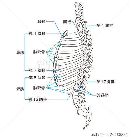 肋骨と胸椎のしくみ 骨格 横図 医療 肋骨と胸椎のしくみ 骨格 横図 医療 120688884