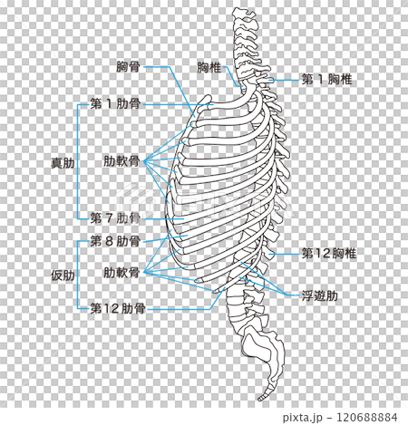 肋骨と胸椎のしくみ 骨格 横図 医療 肋骨と胸椎のしくみ 骨格 横図 医療 120688884