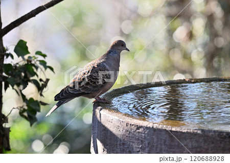 水を飲むキジバト 120688928
