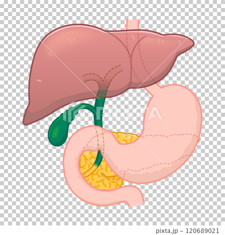 胃・食道・消化管のイラスト 胃・食道・消化管のイラスト 120689021