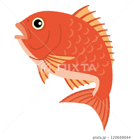 鯛のイラスト 120689044