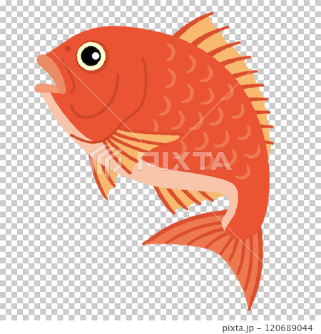 鯛のイラスト 120689044