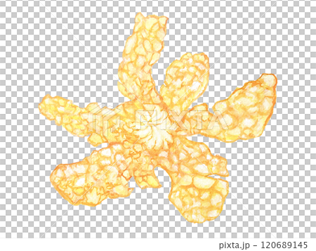 水彩で描いたみかんの皮のイラスト素材 水彩で描いたみかんの皮のイラスト素材 120689145