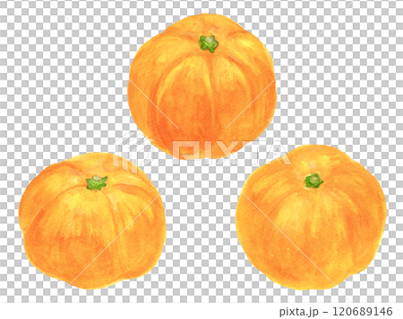 Watercolor illustration of mandarin oranges Watercolor illustration of mandarin oranges 120689146