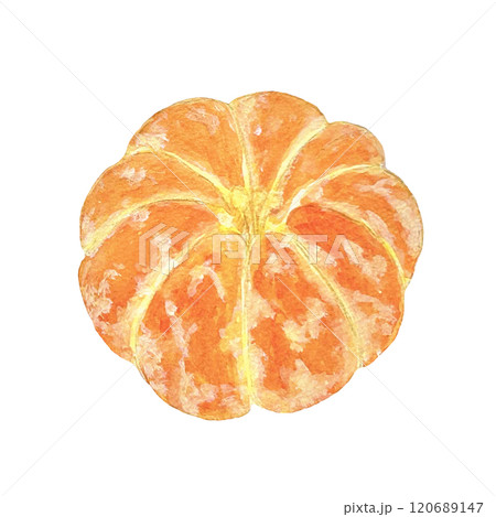 水彩で描いた皮をむいたみかんのイラスト素材 水彩で描いた皮をむいたみかんのイラスト素材 120689147