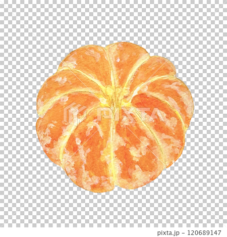 Illustration material of peeled mandarin oranges painted in watercolor Illustration material of peeled mandarin oranges painted in watercolor 120689147