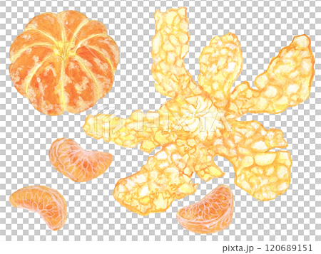 Illustration material of peeled tangerines, tangerine peels and tangerine bunches painted in watercolor Illustration material of peeled tangerines, tangerine peels and tangerine bunches painted in watercolor 120689151