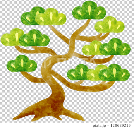 Pine tree illustration 120689219