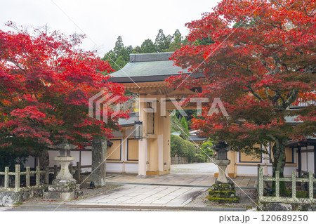 秋の高野山別格本山 紅葉に包まれた西南院 秋の高野山別格本山 紅葉に包まれた西南院 120689250