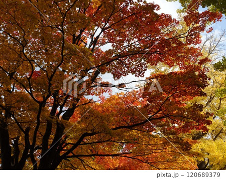 秋の紅葉と黄葉などが入り交じる景色　Autumn leaves 120689379