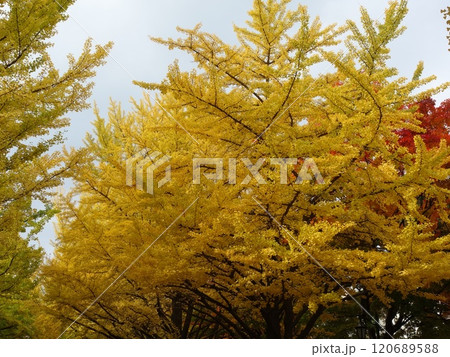 紅葉や黄葉などが入り交じる秋の景色 Autumn leaves 紅葉や黄葉などが入り交じる秋の景色 Autumn leaves 120689588