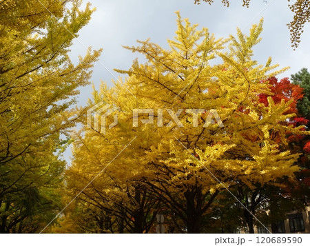 紅葉や黄葉などが入り交じる秋の景色 Autumn leaves 紅葉や黄葉などが入り交じる秋の景色 Autumn leaves 120689590