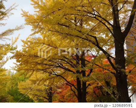 紅葉や黄葉などが入り交じる秋の景色 Autumn leaves 紅葉や黄葉などが入り交じる秋の景色 Autumn leaves 120689591