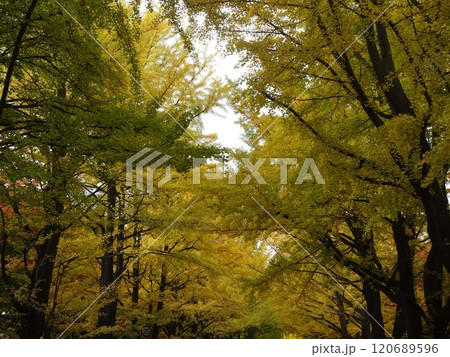 紅葉や黄葉などが入り交じる秋の景色 Autumn leaves 紅葉や黄葉などが入り交じる秋の景色 Autumn leaves 120689596