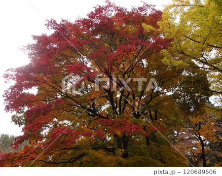 紅葉や黄葉などが入り交じる秋の景色 Autumn leaves 紅葉や黄葉などが入り交じる秋の景色 Autumn leaves 120689606