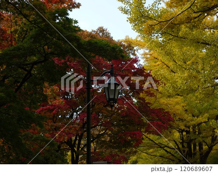 紅葉や黄葉などが入り交じる秋の景色 Autumn leaves 紅葉や黄葉などが入り交じる秋の景色 Autumn leaves 120689607