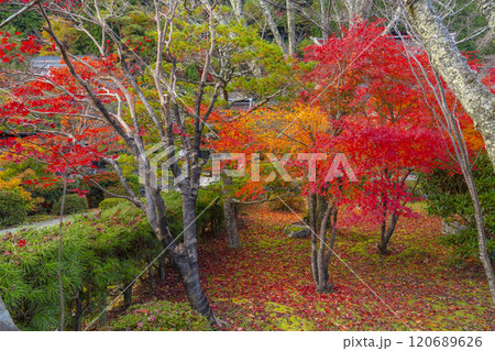 高野山真言宗別格本山　紅葉に包まれた清浄心院 120689626