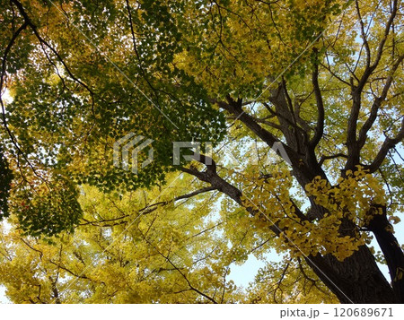 紅葉や黄葉などが入り交じる秋の景色　Autumn leaves 120689671