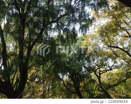 紅葉や黄葉などが入り交じる秋の景色 Autumn leaves 紅葉や黄葉などが入り交じる秋の景色 Autumn leaves 120689684