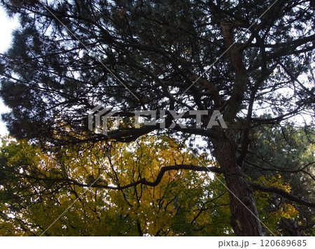 紅葉や黄葉などが入り交じる秋の景色 Autumn leaves 紅葉や黄葉などが入り交じる秋の景色 Autumn leaves 120689685