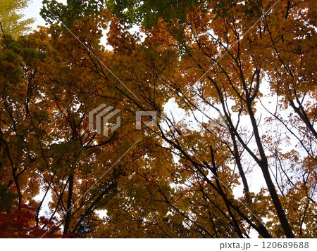 紅葉や黄葉などが入り交じる秋の景色 Autumn leaves 紅葉や黄葉などが入り交じる秋の景色 Autumn leaves 120689688