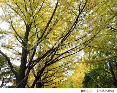 紅葉や黄葉などが入り交じる秋の景色　Autumn leaves 120689698