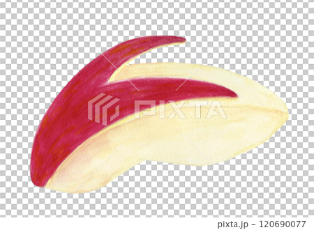 水彩で描いたウサギ型にカットしたりんごのイラスト素材 120690077