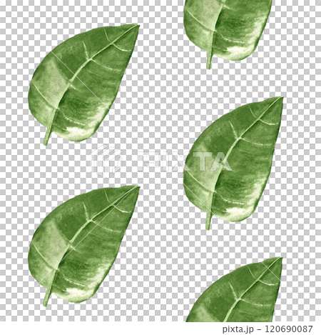 Green leaves watercolor seamless pattern. High quality hand-painted detailed shiny texture watercolor illustrations are perfect for patterns, botanical designs, packages, prints, wrapping paper, cards 120690087