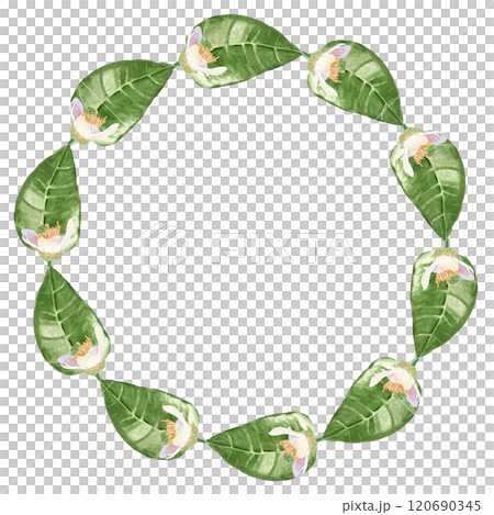 Delicate orange fruit white flowers and shiny leafs, watercolor wreath isolated on white. Hand-painted high quality art is perfect for textile, cards, posters, packaging, home decor, prints, souvenirs Delicate orange fruit white flowers and shiny leafs, watercolor wreath isolated on white. Hand-painted high quality art is perfect for textile, cards, posters, packaging, home decor, prints, souvenirs 120690345