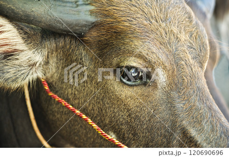 The Thai Buffalo Portrait, Close-up eyes and head 120690696