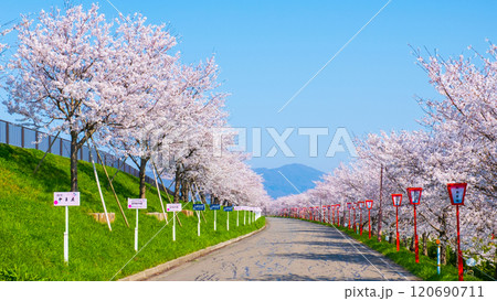 大河津分水桜並木 120690711