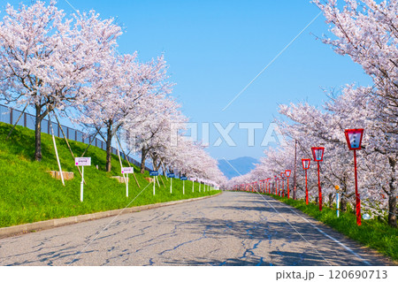 大河津分水桜並木 120690713