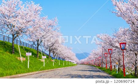 大河津分水桜並木 120690714
