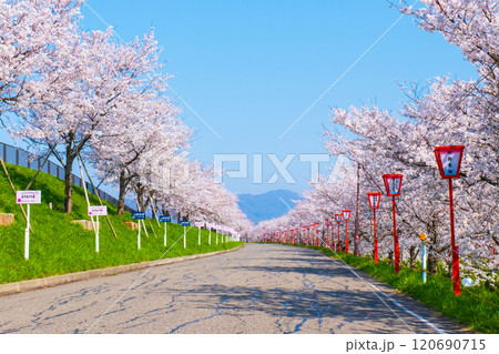 大河津分水桜並木 120690715