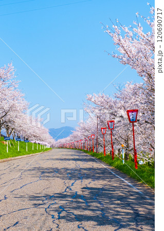 大河津分水桜並木 大河津分水桜並木 120690717