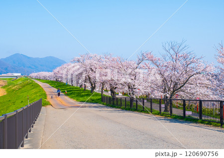大河津分水桜並木 大河津分水桜並木 120690756