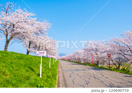 大河津分水桜並木 120690759
