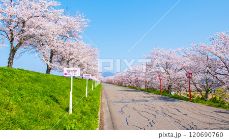 大河津分水桜並木 大河津分水桜並木 120690760