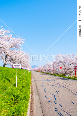 大河津分水桜並木 大河津分水桜並木 120690761