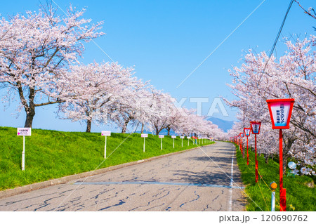 大河津分水桜並木 大河津分水桜並木 120690762