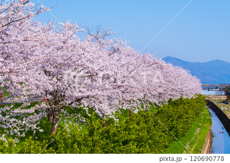 大河津分水桜並木 120690778