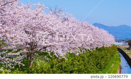 大河津分水桜並木 120690779