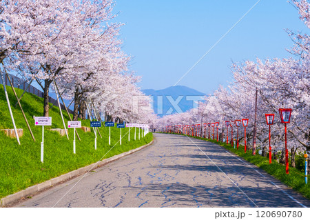 大河津分水桜並木 大河津分水桜並木 120690780