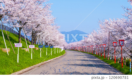 大河津分水桜並木 大河津分水桜並木 120690781