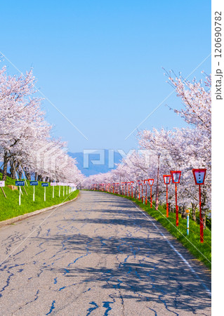 大河津分水桜並木 大河津分水桜並木 120690782